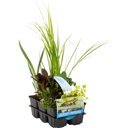 Teichpflanzen-Set säubernd 6er-Pack Topf-Ø ca. 9 cm