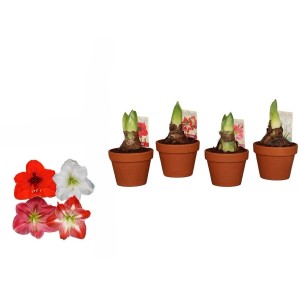 Amaryllis Farbenauswahl im Tontopf Topf-Ø ca. 15 cm Hippeastrum