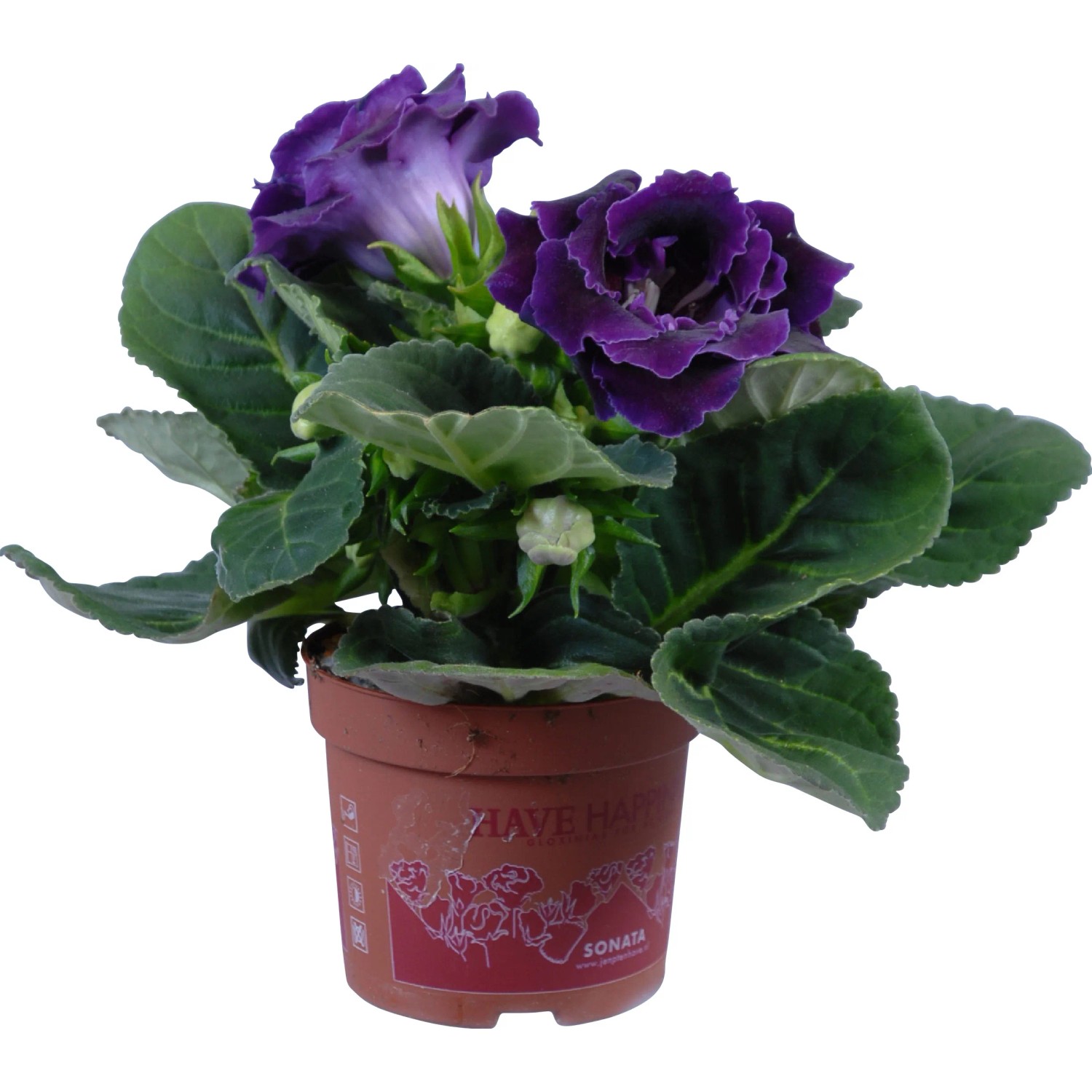 GROW by OBI Gloxinie Sinningia sonata Mix Topf  ca. 12 cm Gloxinie kaufen  bei OBI
