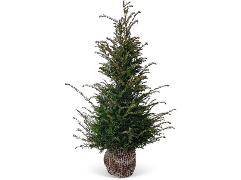 Eibe Set à 30 Stück Höhe ca. 120 140 cm Ballenware Taxus baccata