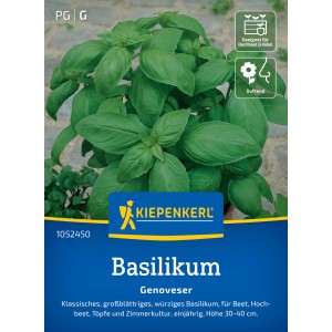 Kiepenkerl Basilikum Genoveser: Großblättrige Basilikum-Pflanze im Topf, ideal für Beet und Küche.
