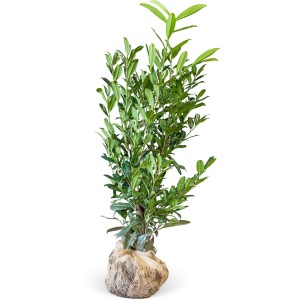 Kirschlorbeer "Caucasica" Set à 20 Stück Höhe ca. 100-125 cm Prunus laurocerasus