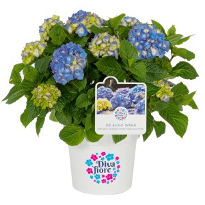 GROW by OBI Bauernhortensie "Diva Fiore" Blau Höhe ca. 30 cm -40 cm Topf ca. 5 l