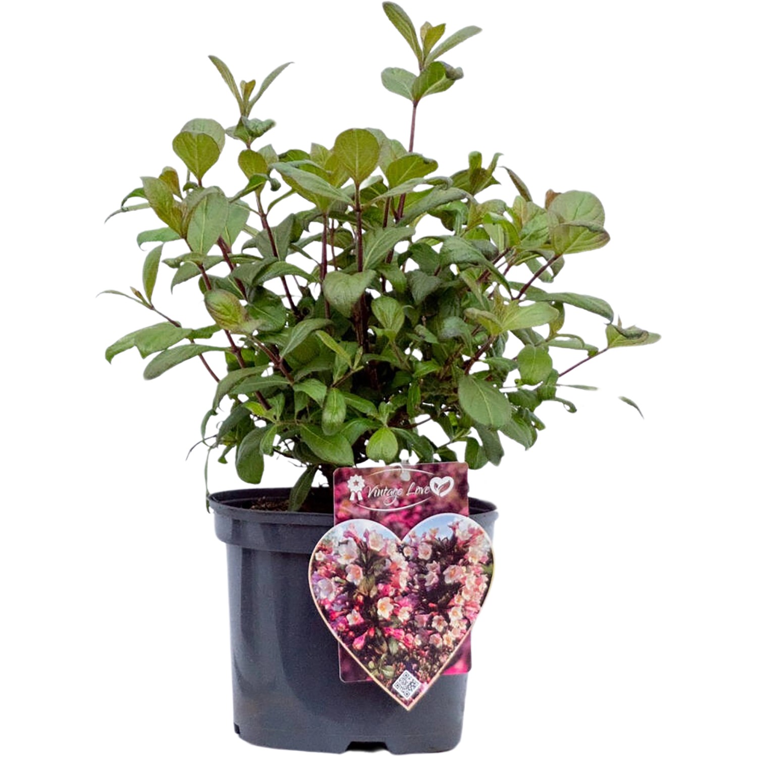 ZwergWeigelie Vintage Love Lachs H 30 40 cm Topf ca. 5 l Weigela