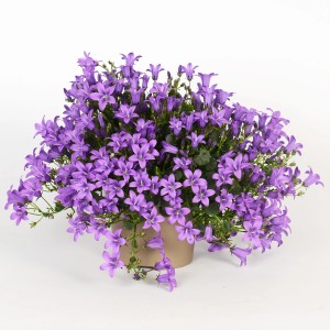 Glockenblume Ambella Intense Purple im Topf, violette Blüten, ca. 15-20 cm hoch.
