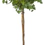 Halbstammrose im Topf, ca. 50-60 cm hoch, mit grünen Blättern und roten Blütenknospen.