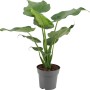 Elefantenohr-Alokasie im Topf, ca. 50-55 cm hoch. Dekorative Grünpflanze mit großen, hellgrünen Blättern.