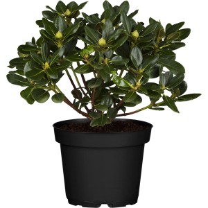 Yakushimanum Rhododendron im Topf, ca. 30-50 cm hoch, immergrün.