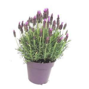 GROW by OBI Lavendel im Topf, violette Blüten. Duftende Kübelpflanze für Garten und Balkon.