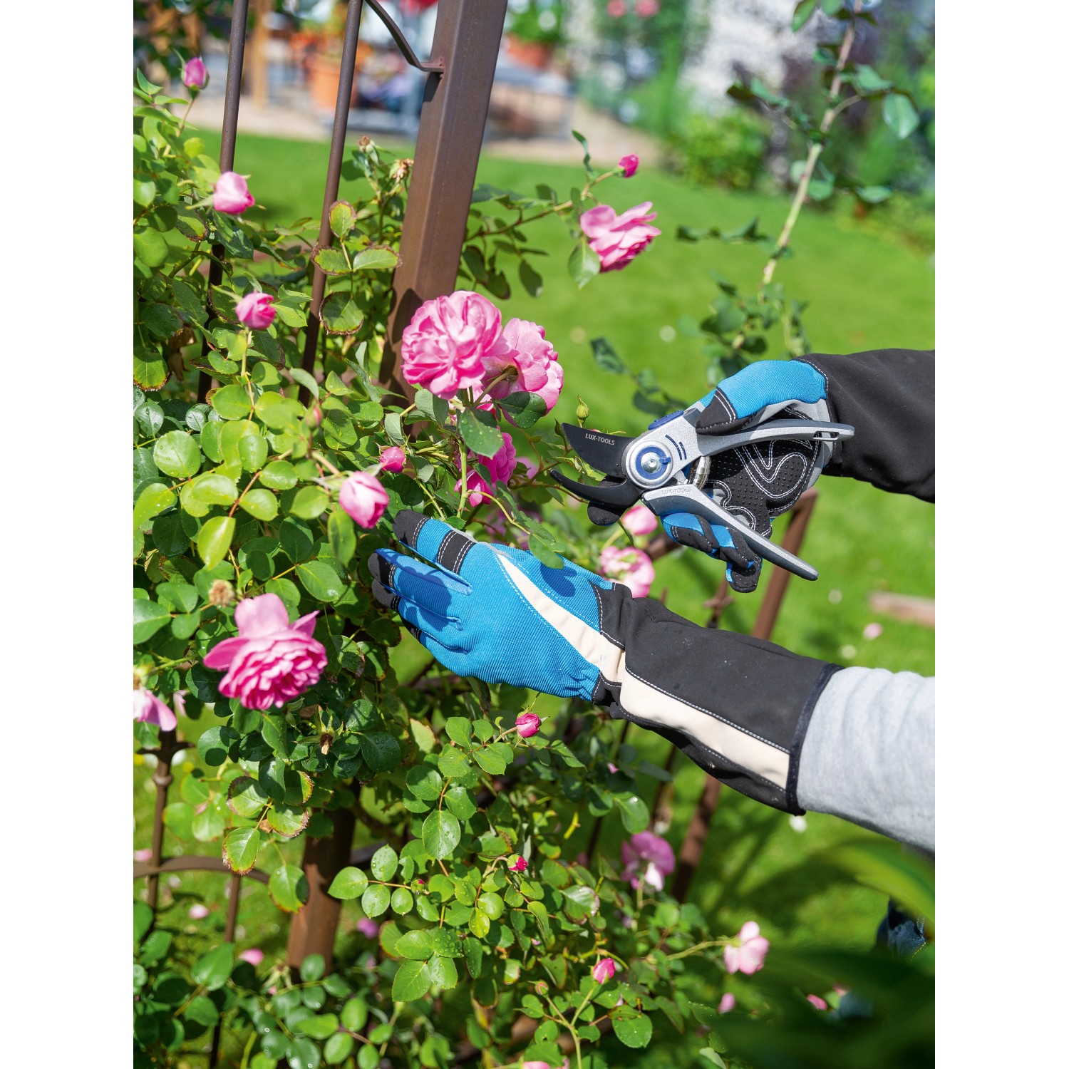Blaue Rosenhandschuhe Größe 10 beim Schneiden von Rosen am Rosenbogen.