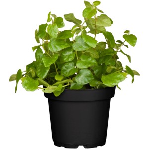 Kletterfeige Green im schwarzen Topf, ca. 10-20 cm hoch. Zimmerpflanze mit kleinen, grünen Blättern.