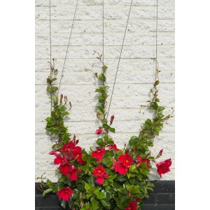 Nature Spanndrahtsystem mit roten Kletterpflanzen an einer Wand. Rankhilfe mit Befestigung.
