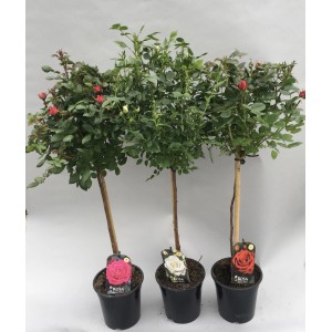 Drei GROW by OBI Rosen, ca. 70 cm hoch, in Rosa-, Weiß- und Rottönen als Kübelpflanzen.