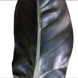 Detailaufnahme: Dunkelrotes Blatt des Baumfreund Imperial Red (Philodendron).