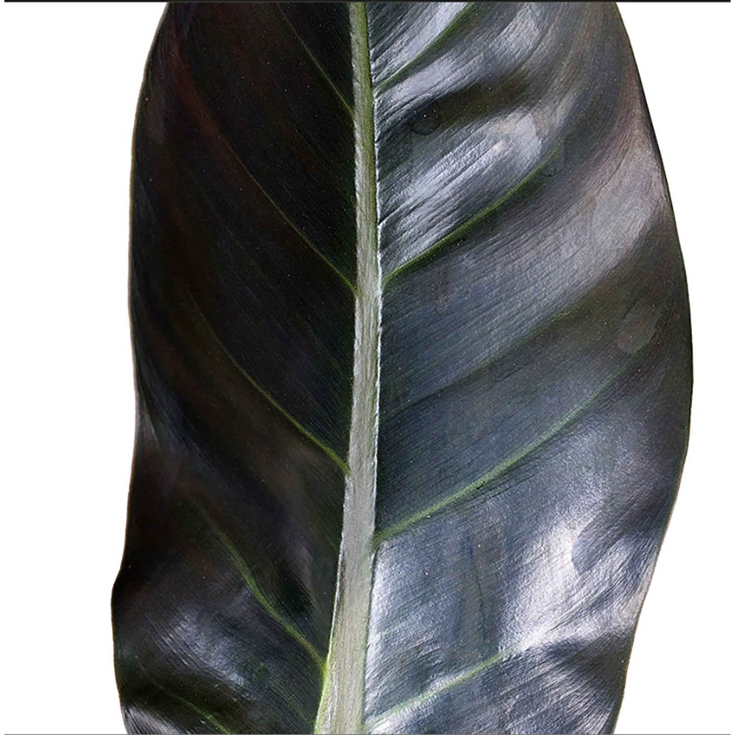 Detailaufnahme: Dunkelrotes Blatt des Baumfreund Imperial Red (Philodendron).