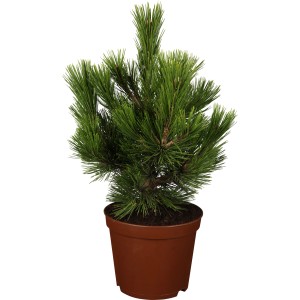 OBI Bosnische Kiefer "Malinki" Höhe ca. 20 - 30 cm Topf ca. 4,6 l Pinus