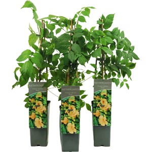 Trompetenblume Flava, goldgelbe Kletterpflanze im Topf, ca. 40-60cm hoch.