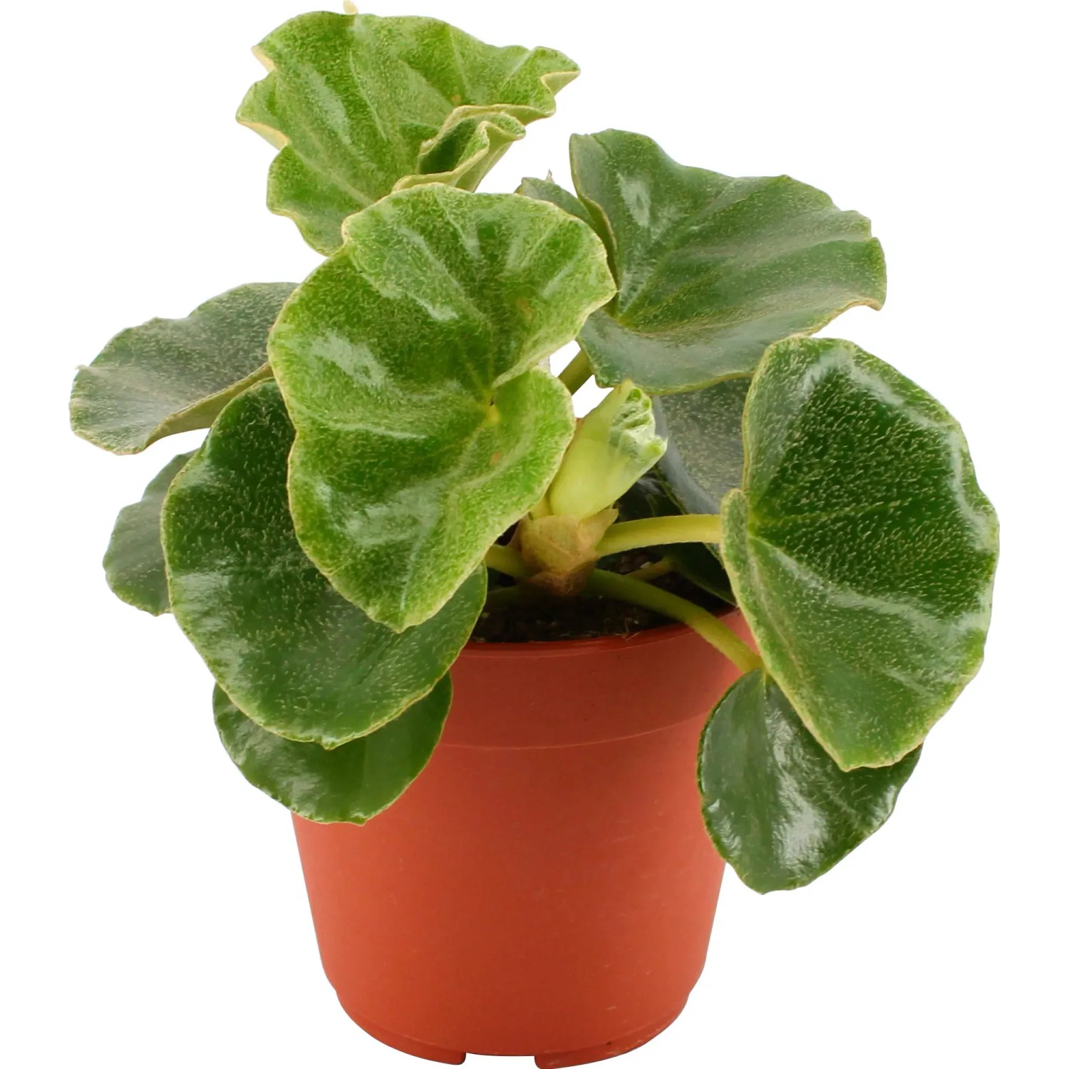 compo bio universal erde torffrei 60 l Universalerde für den professionellen Gebrauch im gesamten Garten – Terre  Suisse GmbH main image 1