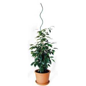 Bellissa Pflanzenspirale, 75 cm, grün, als Rankhilfe für eine Pflanze im Topf.
