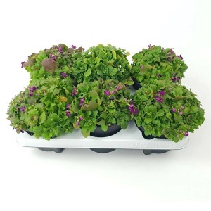 Mehrere Töpfe GROW by OBI Kaukasus-Günsel mit grünen Blättern und lila Blüten.