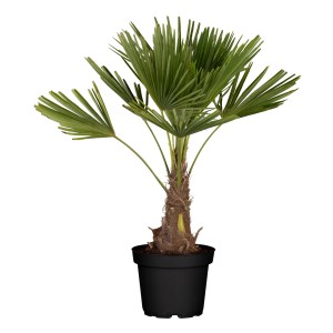 Wagners Hanfpalme im Topf, ca. 100-120 cm hoch, mit grünen Fächerblättern. Ideal für Kübel.