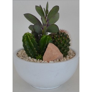 Bepflanzte Schale mit Kakteen in weißer Keramikschale, Topf ca. 15cm.