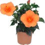 Chinesischer Roseneibisch Apollo mit orangefarbenen Blüten im Topf.