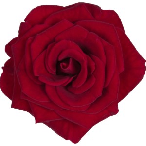 Nahaufnahme einer roten Zimmer-Rose mit samtigen Blütenblättern.