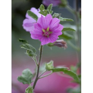 Nahaufnahme einer rosa Moschus-Malve (Malva) im Topf, ca. 9x9 cm.