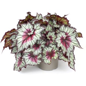 Blattbegonie (Begonia rex) im Topf, ca. 20-30 cm hoch, mit auffälligen, mehrfarbigen Blättern.