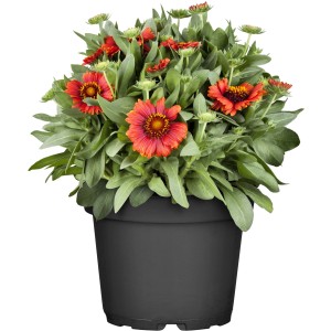 Prärie-Kokardenblume im Topf (ca. 19 cm Ø) mit rot-gelben Blüten und grünen Blättern.