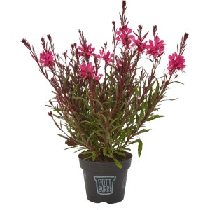 Pottburri Prachtkerze im Topf, rosa Blüten. Gaura lindheimeri für Beet und Kübel.