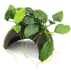 Dennerle Aquariumpflanze Coco Cave mit Anubias Bonsai, grüne Blätter auf dunkler Kokosnusshöhle.