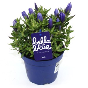Blauer Garten-Enzian 'Bella Blue' im Topf, ca. 20 cm hoch.