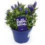 Blauer Garten-Enzian 'Bella Blue' im Topf, ca. 20 cm hoch.