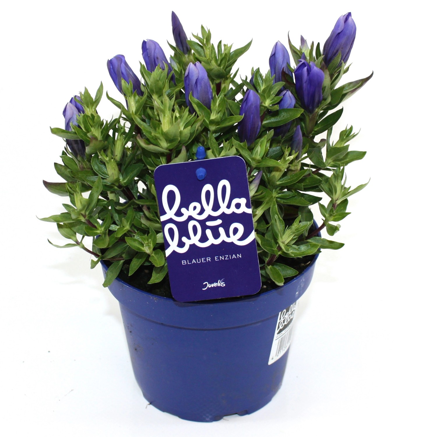 Gentiana Bella Blue Höhe ca. 20 cm Raue gartenEnzian kaufen bei OBI