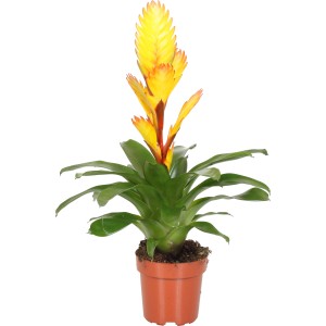Vriesea Intenso im Topf, gelb-orange Blüte, ca. 12 cm Topf-Ø. Blühende Zimmerpflanze für helle Standorte.