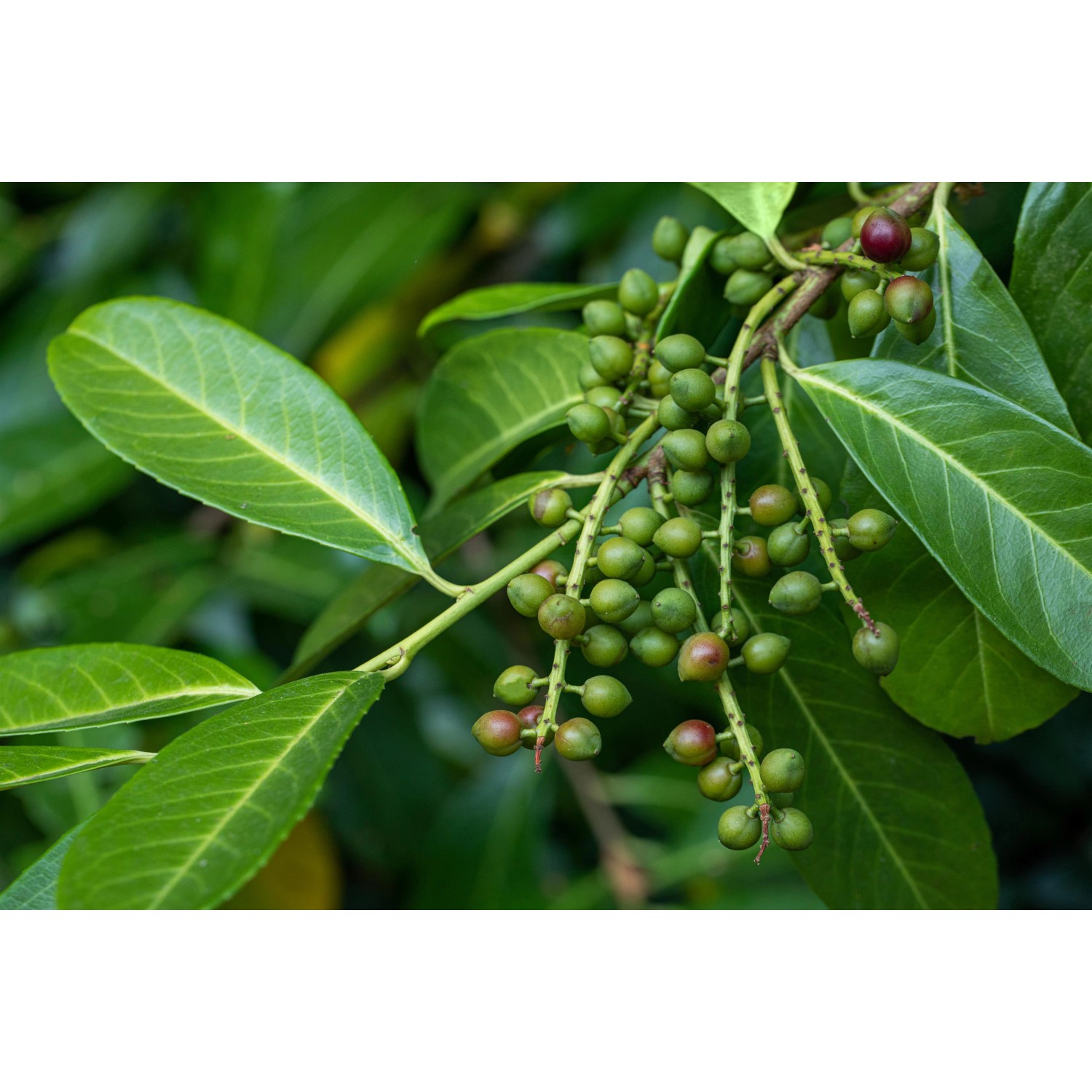 Kirschlorbeer Höhe ca. 100 120 cm Topf ca. 10 l Prunus laurocerasus
