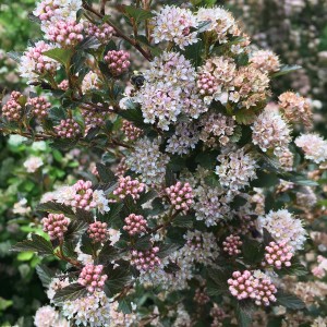 Blasenspiere 'Magical Sweet Cherry Tea' mit rosa-weißen Blüten und dunklem Laub.
