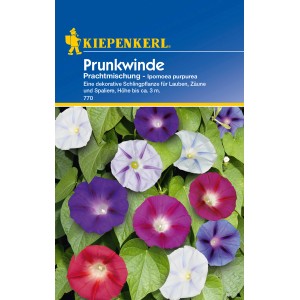 Kiepenkerl Prunkwinde "Prachtmischung" Mehrfarbig