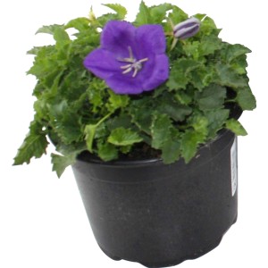 Karpaten-Glockenblume im Topf, lila Blüte und grüne Blätter.