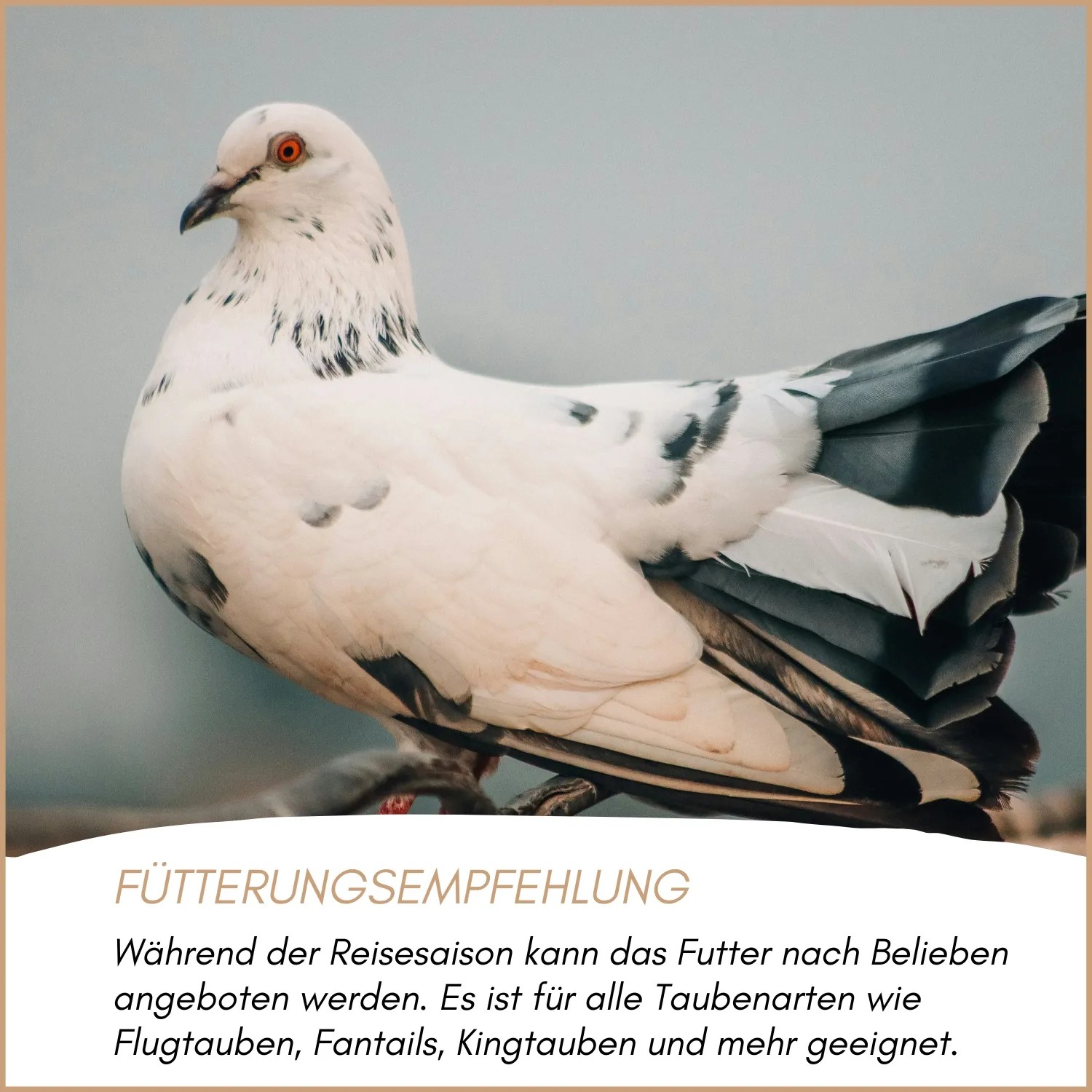 Weiße Taube mit schwarzen Flecken und roten Augen im Profil. Passend zum Supravit Reise Taubenfutter.