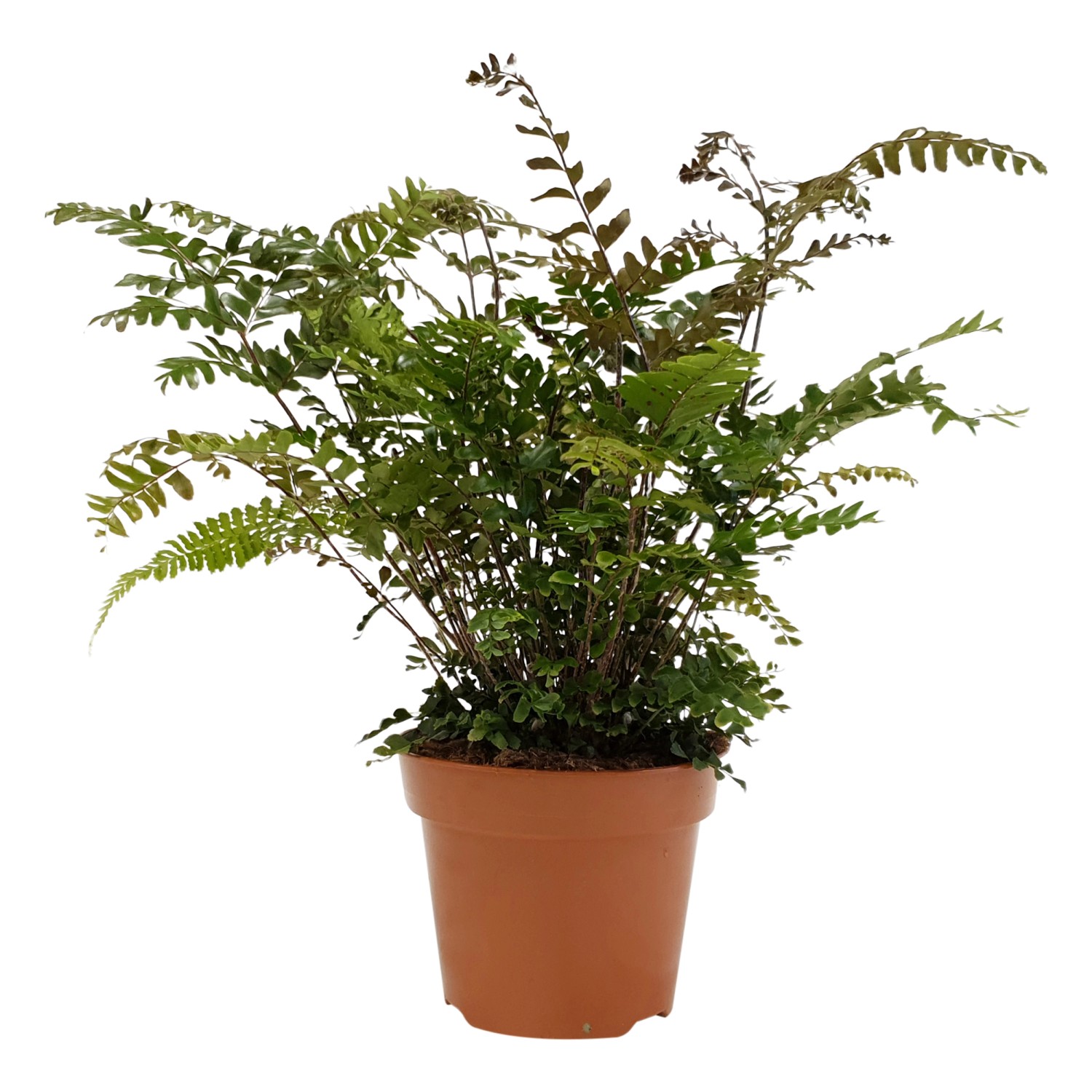 Farn im Topf, ca. 45-55 cm hoch, verschiedene Sorten für halbschattige Standorte.