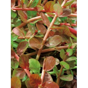 Nahaufnahme der rundblättrigen Rotala Lila, einer Sauerstoffpflanze für den Gartenteich.