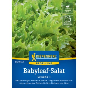 Kiepenkerl Salat Crispita II: Frischer, grüner Pflücksalat mit gekrausten Blättern, ideal für Beet und Kübel.