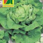 Austrosaat Kopfsalat Casanova Samenpackung mit großem, grünem Salat. Gemüsesamen für den Anbau.