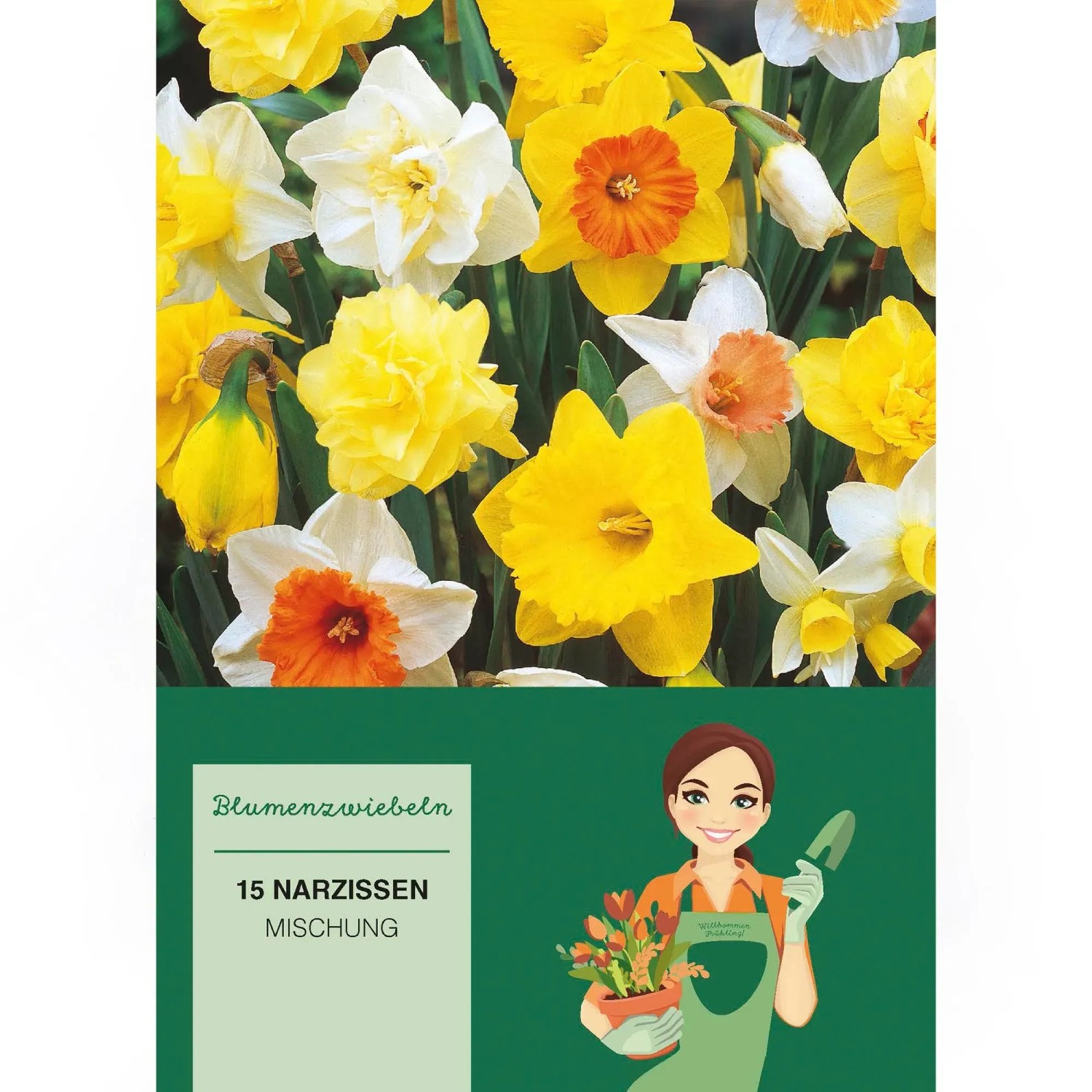 Narzissen Mischung, 15 Stück: Vielfältige Narzissen in Gelb, Weiß und Orange. Blumenzwiebeln für den Frühling.