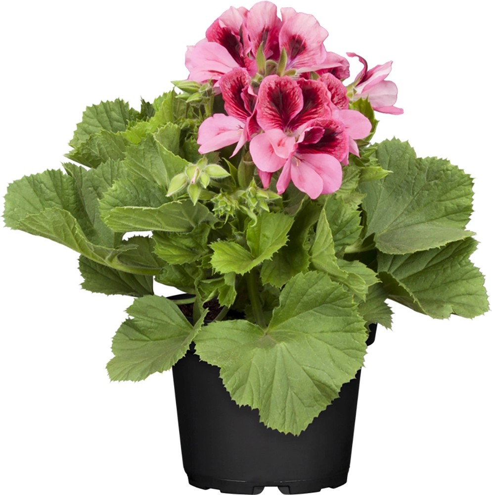 49+ Stehende Geranie Appleblossom 3 Pflanzen, Die tuffige farbe in
