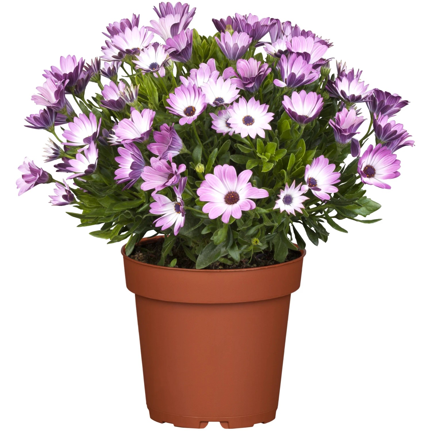 box für gartenauflagen Jelenia Plast Auflagenbox XXL Regalo