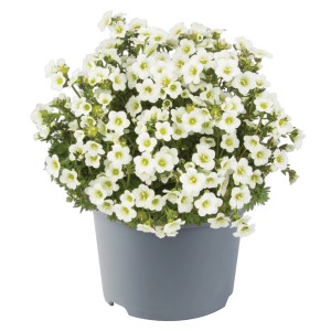 GROW by OBI Garten-Moos-Steinbrech Höhe ca. 18 cm Saxifraga arendsii Mix